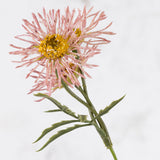 Ox-Eye Daisy, Old Court Variety, Light Pink, 70cm