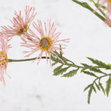 Ox-Eye Daisy, Old Court Variety, Light Pink, 70cm