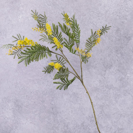 Mimosa (Acacia dealbata) Branch, 77cm