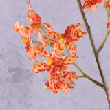 Orchid, (Renanthera coccinea), Orange, 77cm