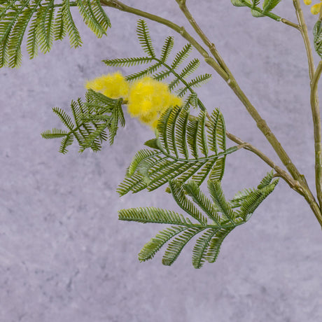 Mimosa (Acacia dealbata) Branch, 77cm