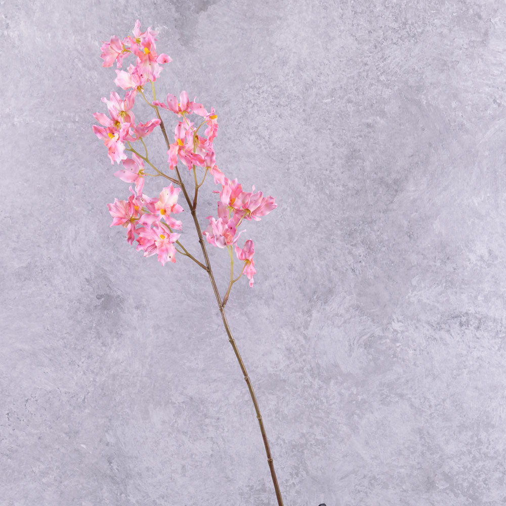 Orchid, (Renanthera coccinea), Pink, 77cm