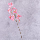 Orchid, (Renanthera coccinea), Pink, 77cm