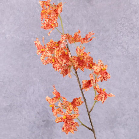 Orchid, (Renanthera coccinea), Orange, 77cm