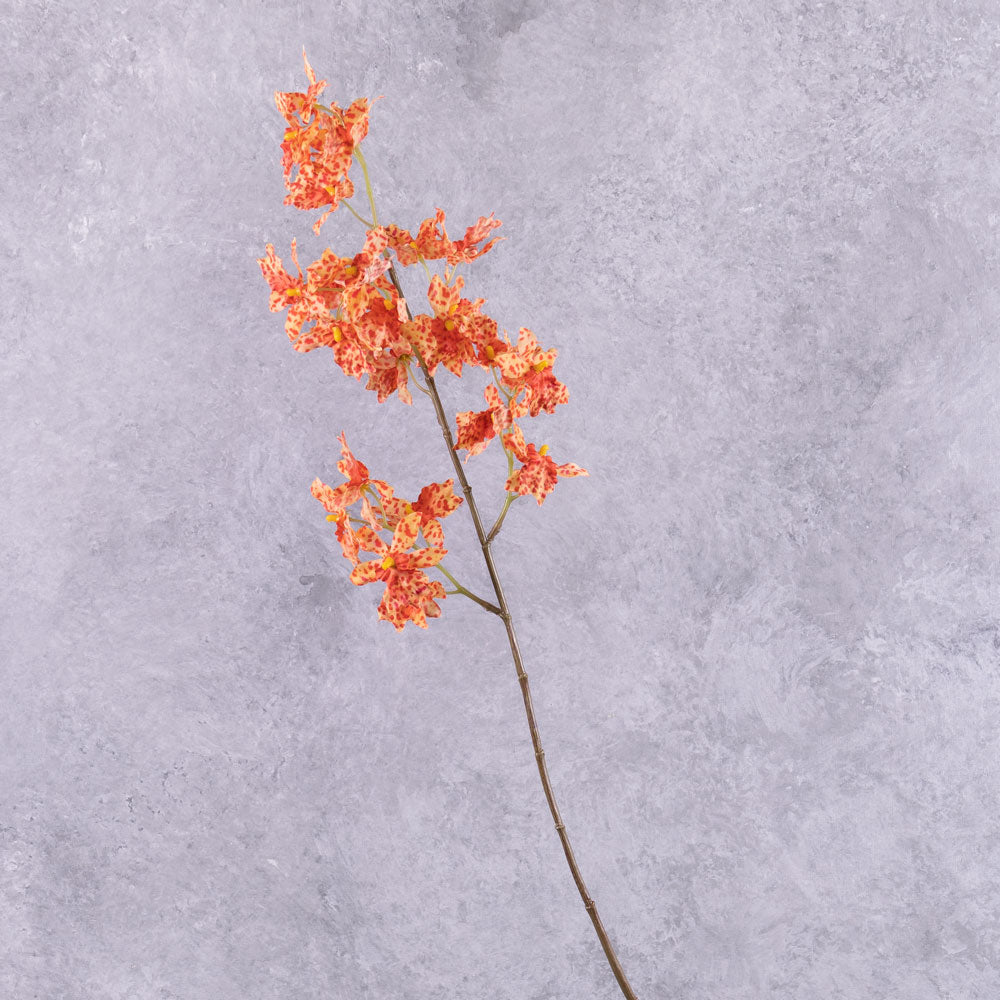 Orchid, (Renanthera coccinea), Orange, 77cm