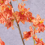 Orchid, (Renanthera coccinea), Orange, 77cm