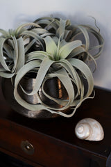 Tillandsia Plant, Artificial, Grey, D25cm