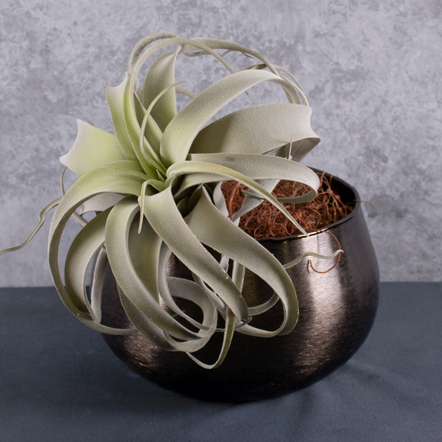 Tillandsia Plant, Artificial, Grey, D25cm