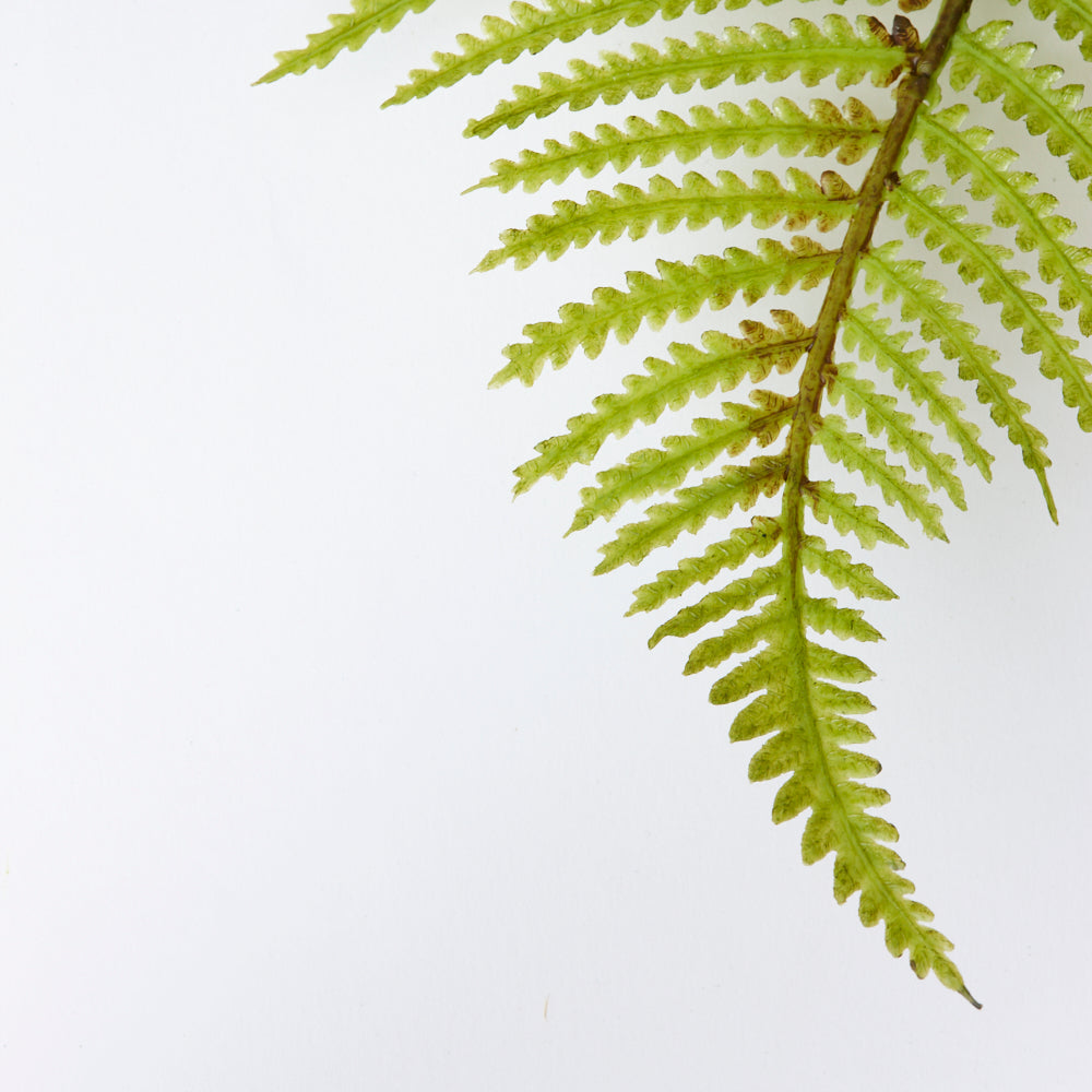 Fern Branch, Wood Fern (Dryopteris), Artificial, 109cm