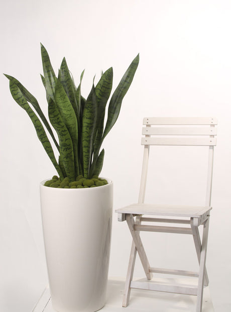 Sanseveria, (Mother In Laws Tongue), Artificial, in pot, 80cm
