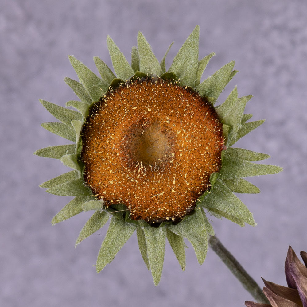 A close up of a single, faux, sunflower head in a muted purple colour, with tinges of green
