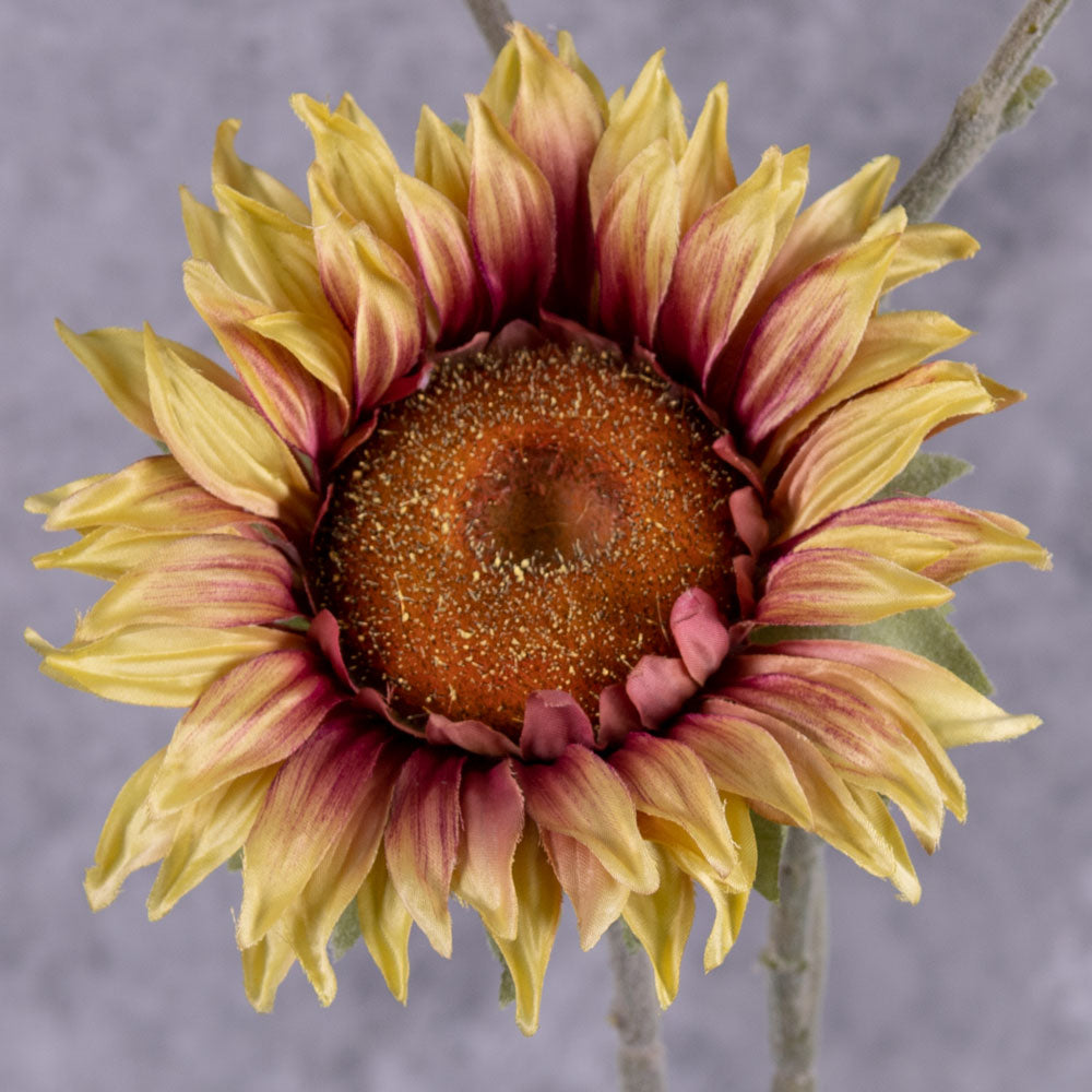 A close up of a single, faux, sunflower head in a soft yellow colour, with tinges of pink