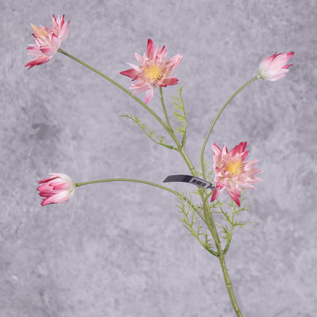 Protea (Silk-ka), Light Pink, 77cm – Atlas Flowers
