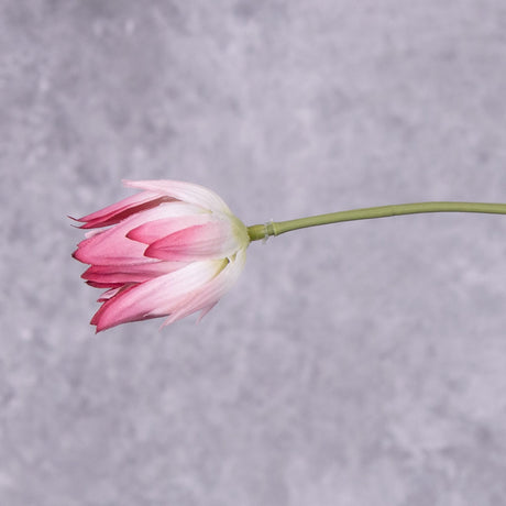 A close up of a faux protea stem, showing a partially open pink-white colour