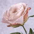 Rose Stem (Silk-ka), Mauve, 66cm