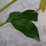 Peony Stem (Silk-ka), Artificial, Peach, 57cm