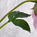 Peony Stem (Silk-ka), Artificial, Pink, 57cm