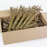 a full box of dried papaver stems