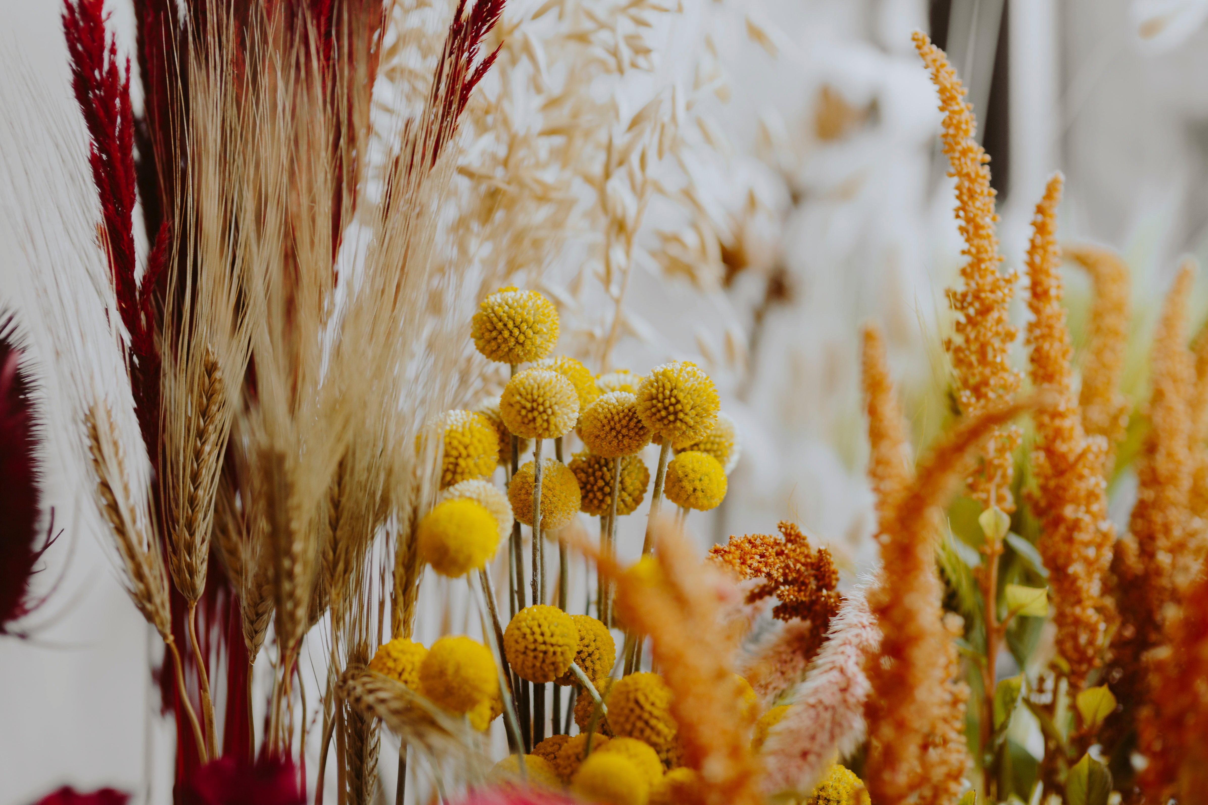 Bulk deals dried flowers