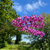 A set of three faux lily stems, in a lavender and cream colour set against a bright blues sky so they capture the sunlight