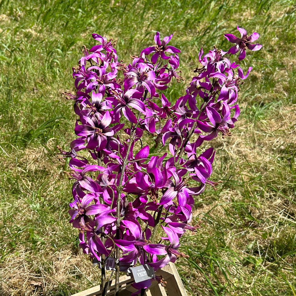 A set of three faux lily stems, in a lavender and cream colour set against a bright blues sky so they capture the sunlight