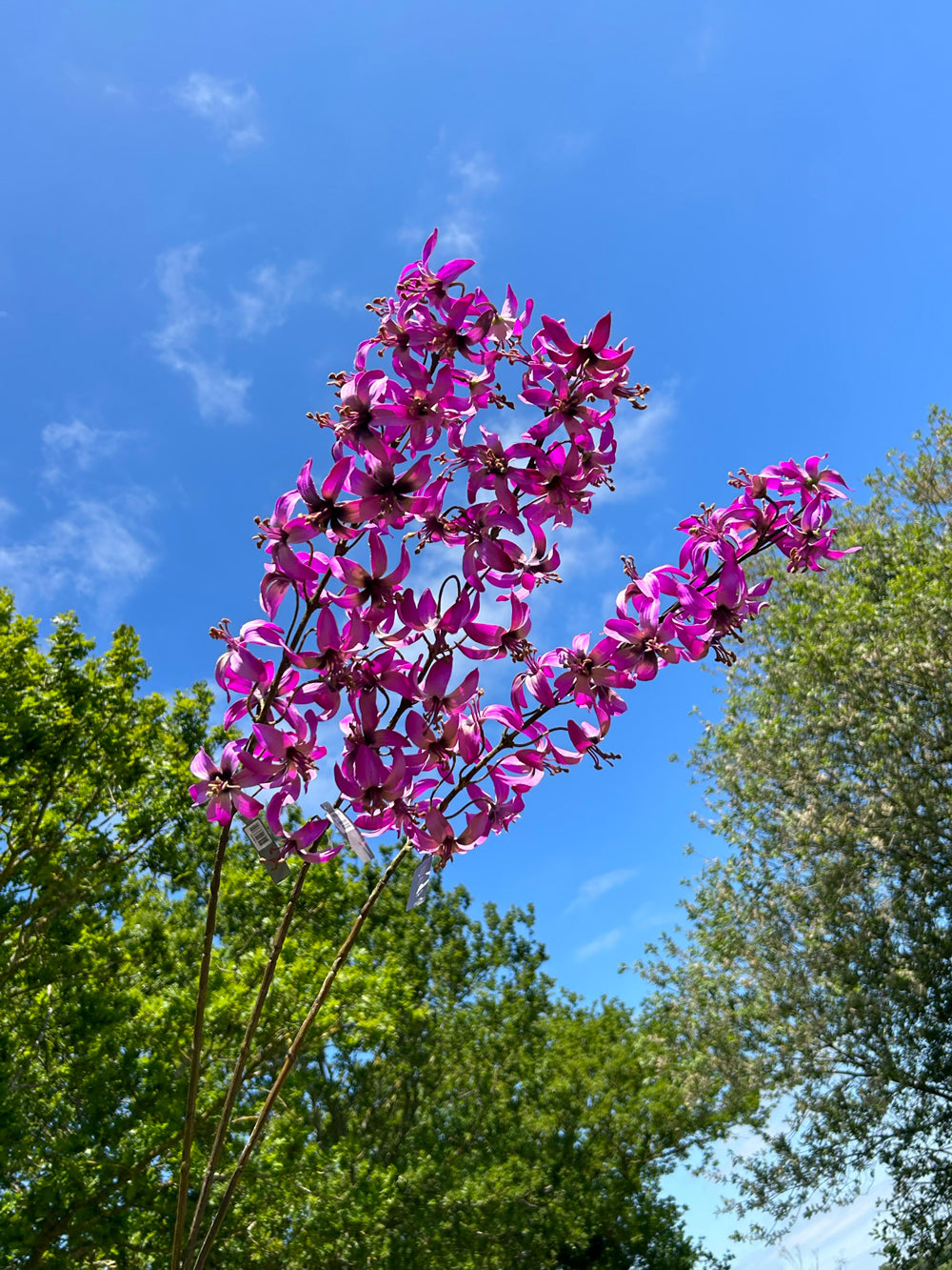 A set of three faux lily stems, in a lavender and cream colour set against a bright blues sky so they capture the sunlight