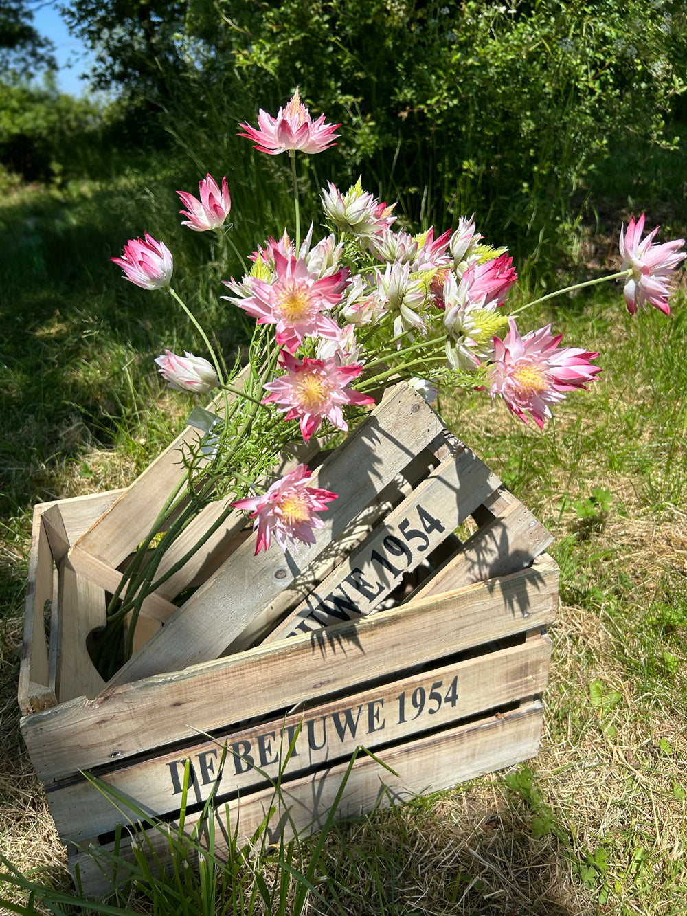 A group of pink, and white protea sprays displayed in a wooden crate, outside on a beautiful sunny day