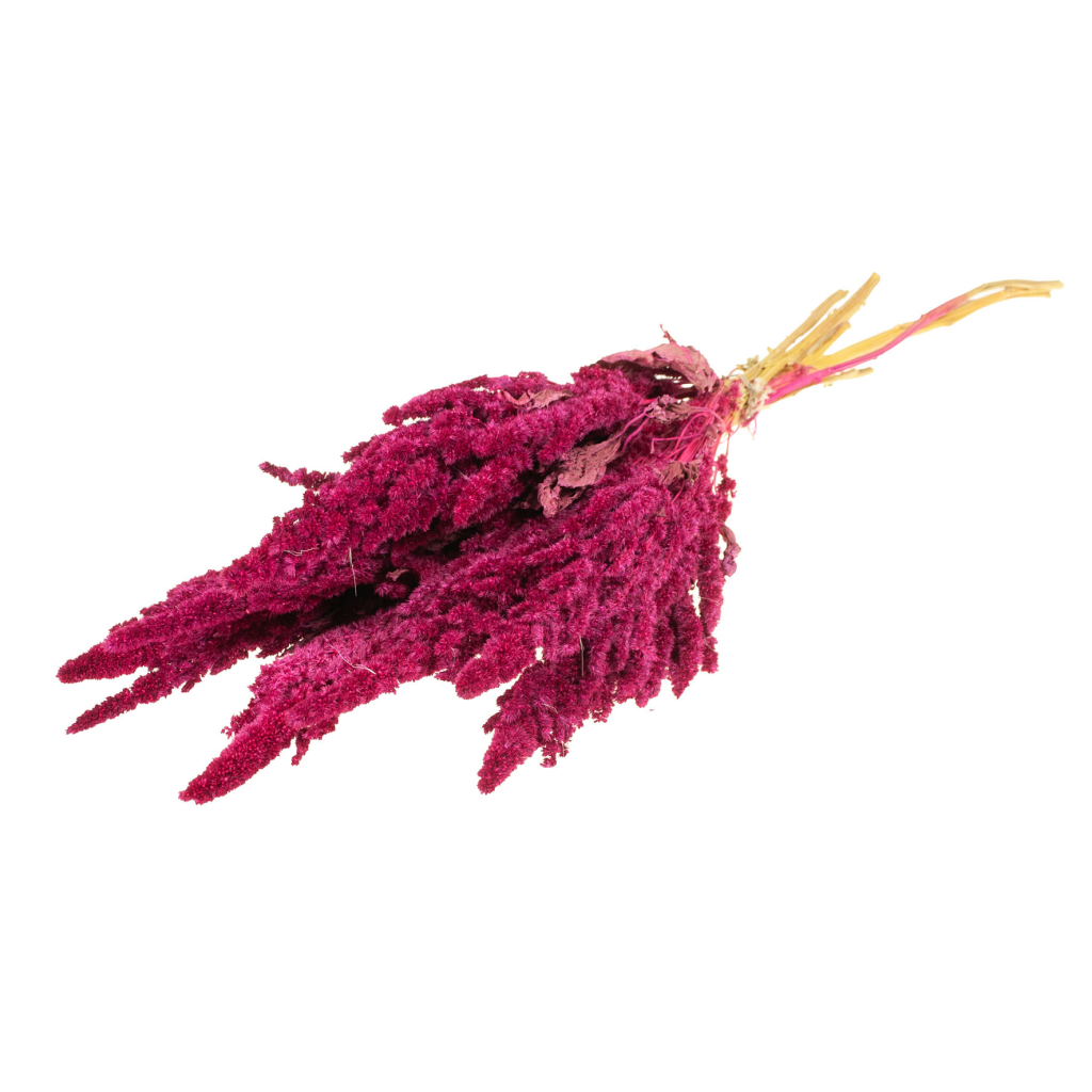 Pre Order Amaranthus cerise, box x 15