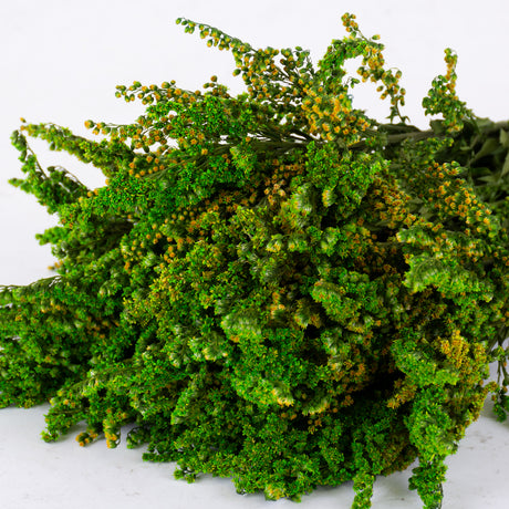 Solidago (Verdissimo), Preserved, green, 40-60cm