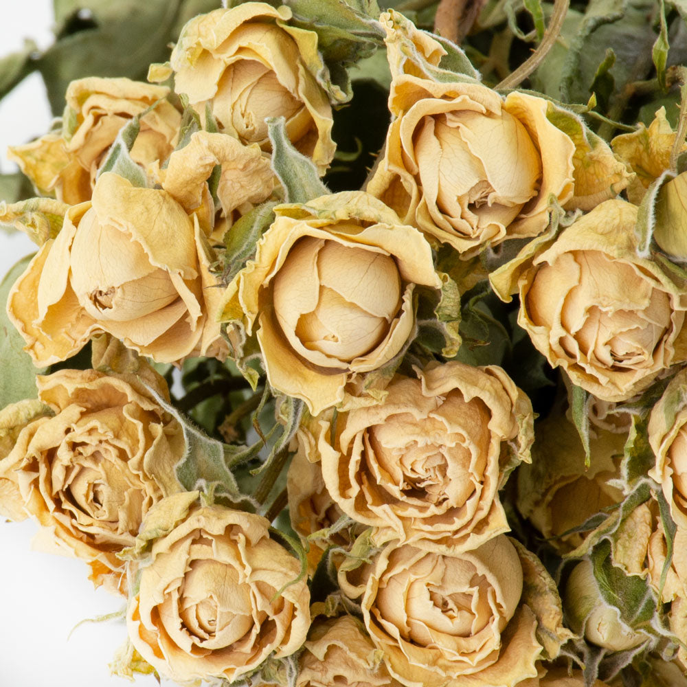 Dried Spray Roses Natural White Bunch
