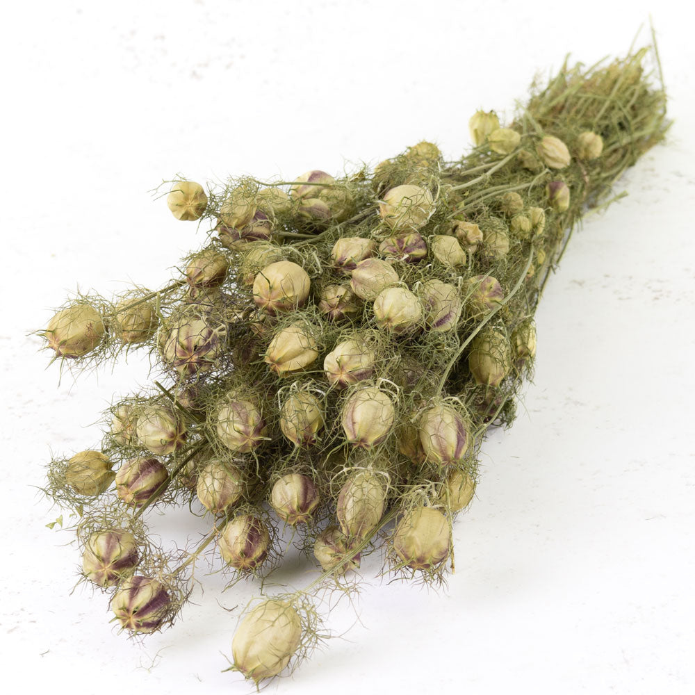 Nigella Pod, Natural Green - Atlas Flowers