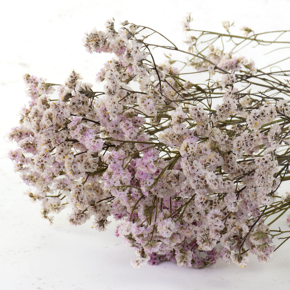 Limonium, Natural Pink, 70cm - Atlas Flowers