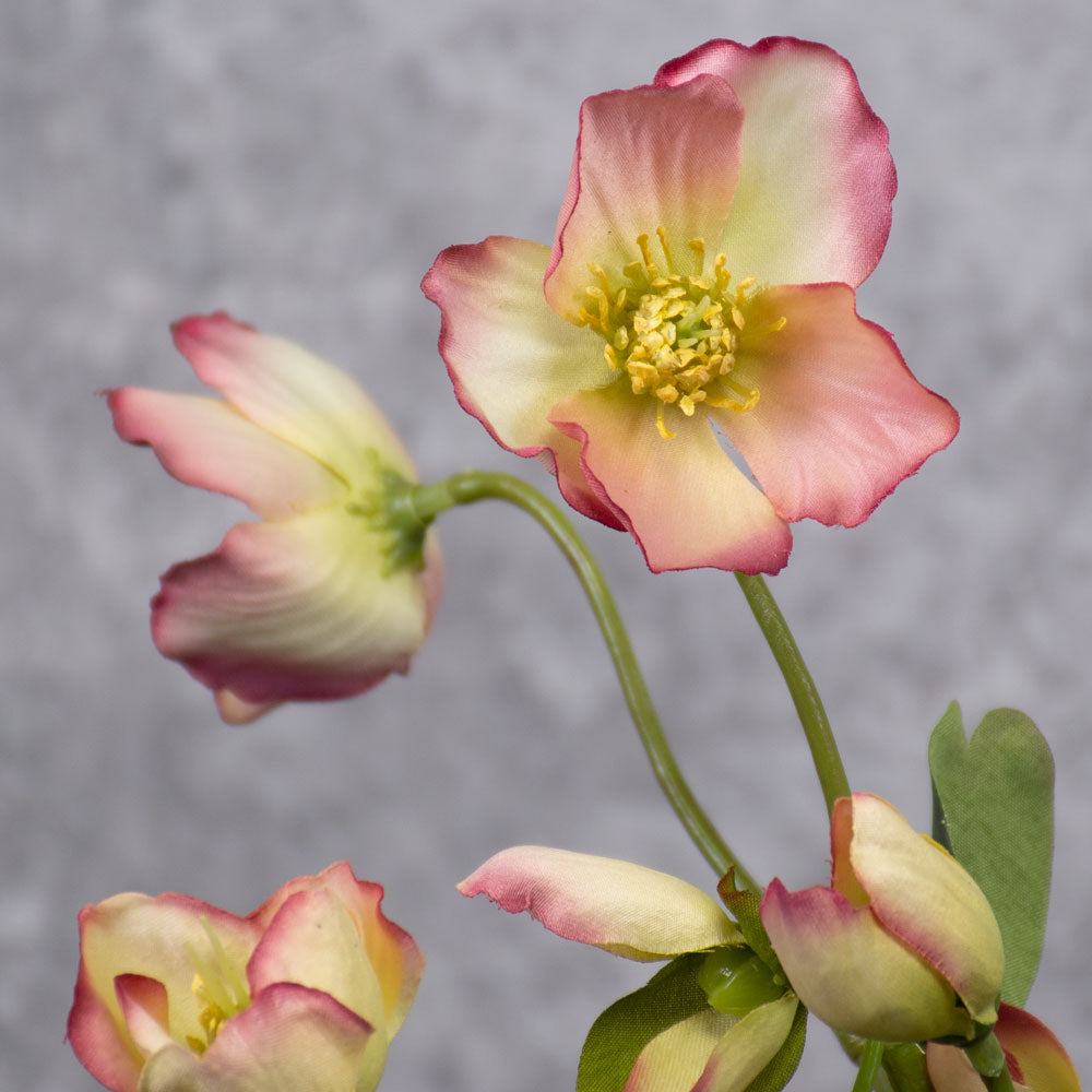 christmas rose plants for sale