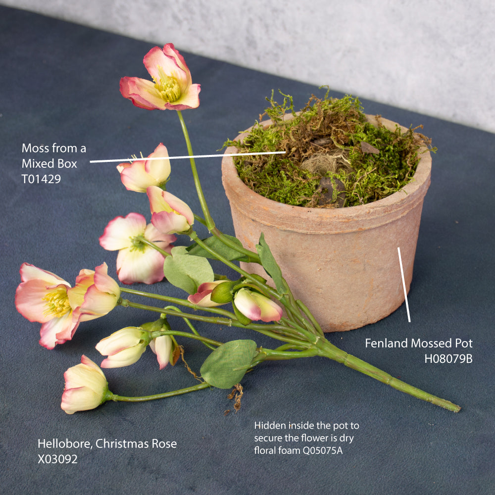 christmas rose plants for sale