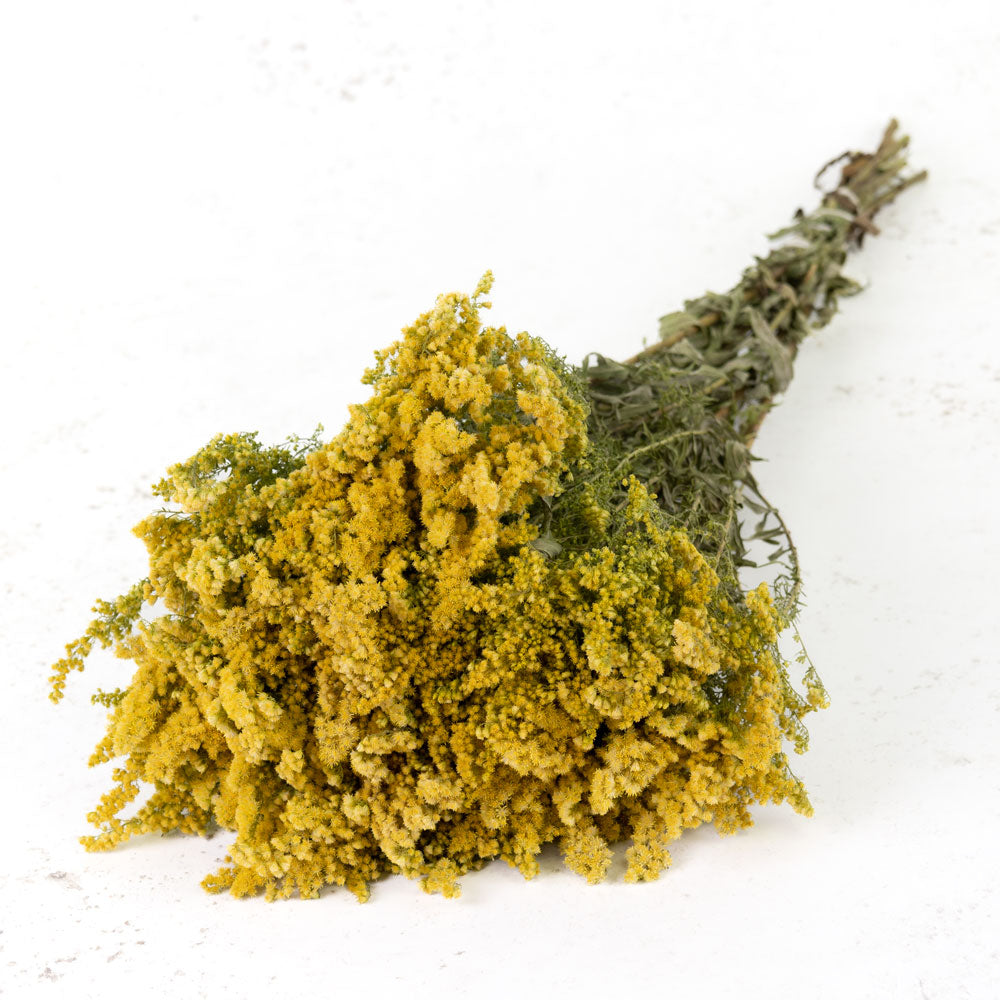 Solidago Flower, Natural Yellow - Atlas Flowers