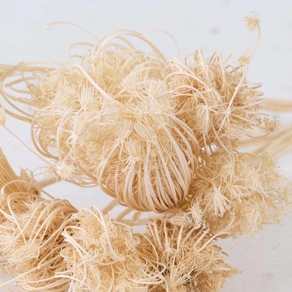 Ammi Majus bleached white dried flowers, Length ± 70 cm